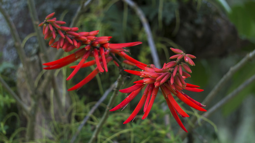 Erythrina (Coral trees) (alternate view 2)
