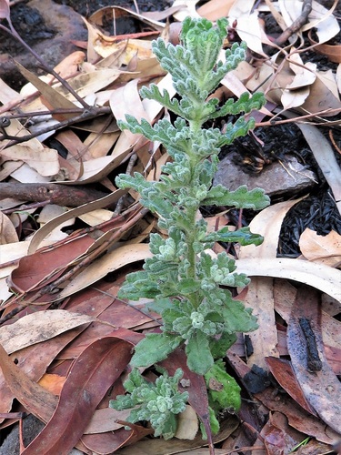 Olearia (Daisybushes) (alternate view 8)