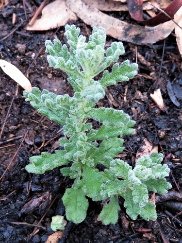 Olearia (Daisybushes) (alternate view 9)