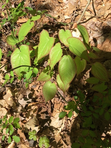 Epimedium x rubrum (alternate view 4)