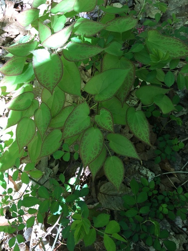 Epimedium x rubrum (alternate view 5)