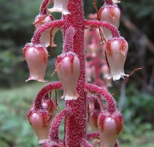 Pterospora andromedea (woodland pinedrops) (alternate view 6)