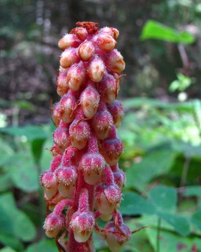 Pterospora andromedea (woodland pinedrops) (alternate view 7)