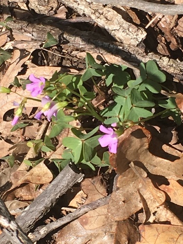 Oxalis violacea (violet woodsorrel)