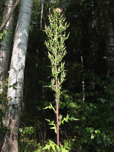 Lactuca biennis (tall blue lettuce) (alternate view 2)