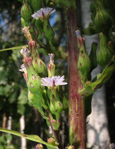 Lactuca biennis (tall blue lettuce) (alternate view 3)