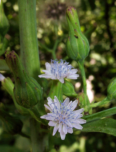 Lactuca biennis (tall blue lettuce) (alternate view 4)