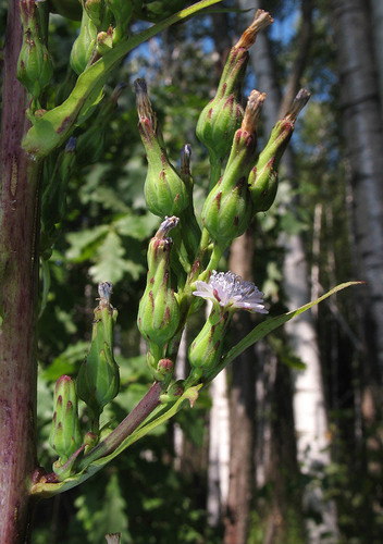 Lactuca biennis (tall blue lettuce) (alternate view 5)