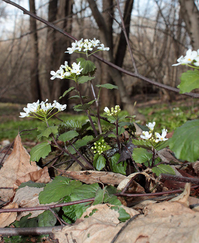 Pachyphragma macrophyllum (giant spring brassica)