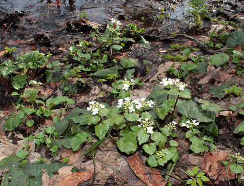 Pachyphragma macrophyllum (giant spring brassica) (alternate view 2)