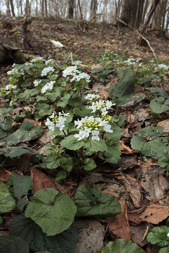 Pachyphragma macrophyllum (giant spring brassica) (alternate view 3)