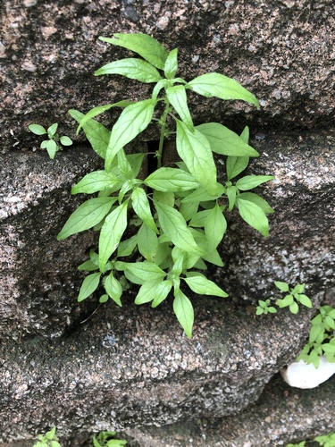 Parietaria pensylvanica (Pennsylvania pellitory) (alternate view 4)