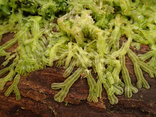 Metzgeria furcata (Forked Veilwort)