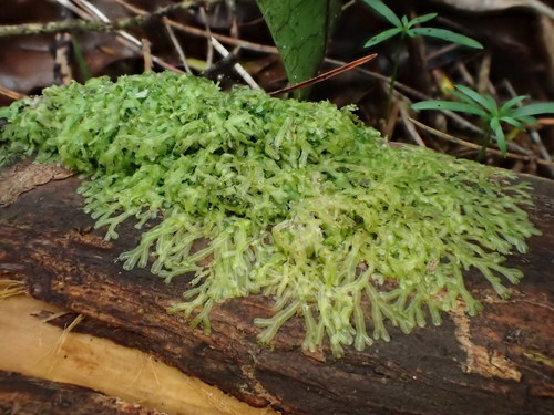 Metzgeria furcata (Forked Veilwort)