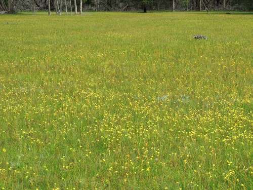 Diuris chryseopsis (Common Golden Moths)