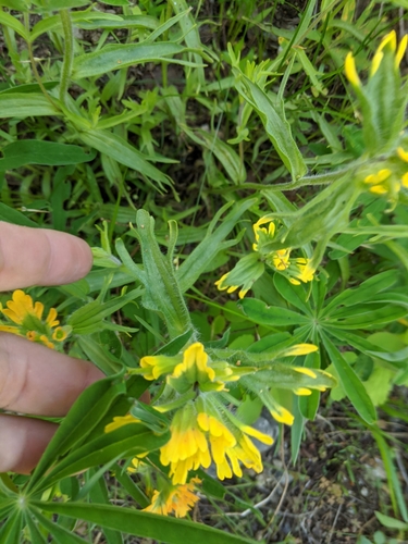 Castilleja hispida (harsh paintbrush) (alternate view 6)
