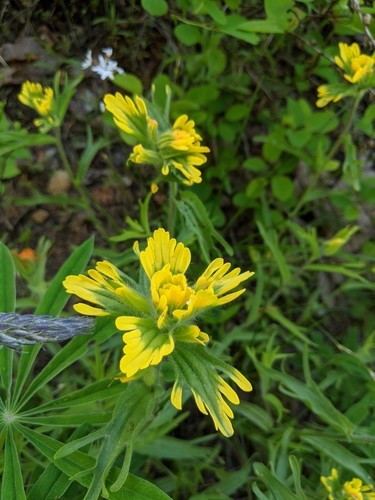 Castilleja hispida (harsh paintbrush) (alternate view 7)