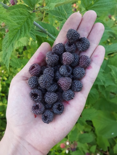 Rubus leucodermis (Blackcap Raspberry)