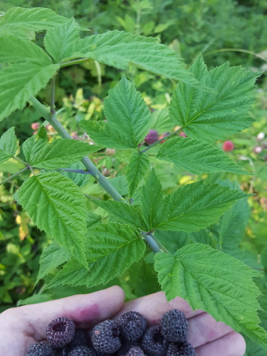 Rubus leucodermis (Blackcap Raspberry) (alternate view 4)