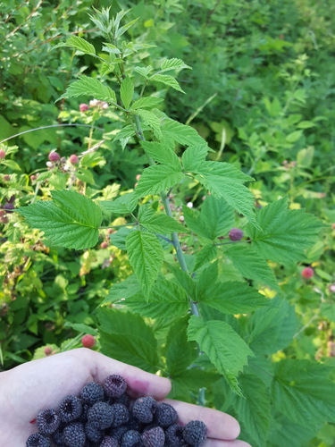 Rubus leucodermis (Blackcap Raspberry) (alternate view 3)