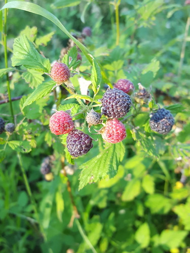 Rubus leucodermis (Blackcap Raspberry) (alternate view 2)