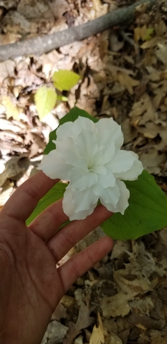 Trillium grandiflorum (large white trillium)