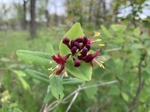 Lonicera (honeysuckles)