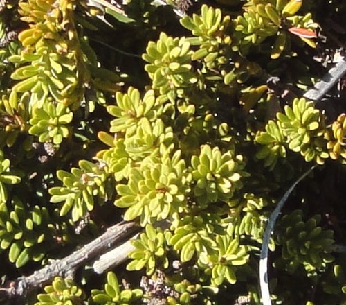 Podocarpus nivalis (Snow Totara) (alternate view 3)