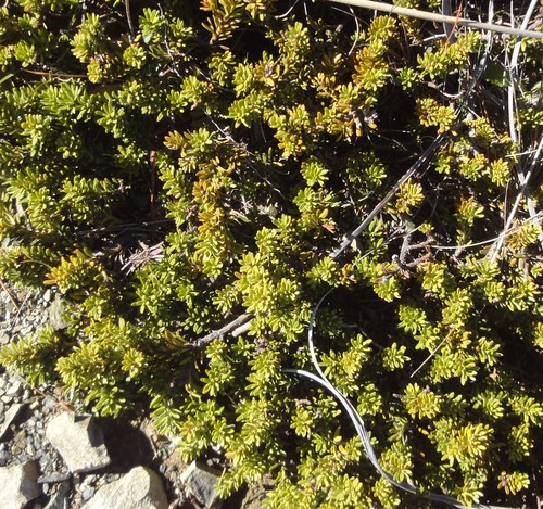 Podocarpus nivalis (Snow Totara) (alternate view 4)