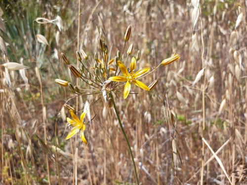 Bloomeria crocea (goldenstar) (alternate view 7)