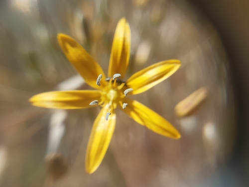 Bloomeria crocea (goldenstar) (alternate view 8)