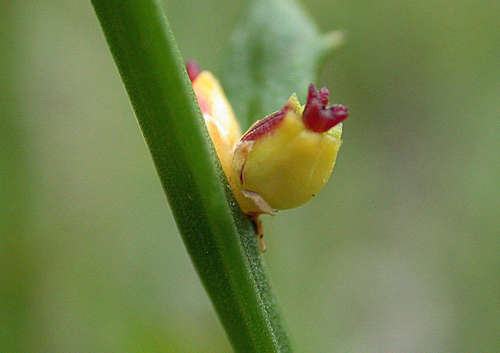 Amperea xiphoclada (Broom Spurge) (alternate view 3)