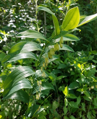 Polygonatum biflorum (Solomons Seal)