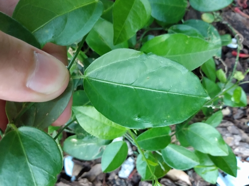 Passiflora pallida (corkystem passionvine)