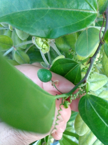 Passiflora pallida (corkystem passionvine) (alternate view 2)