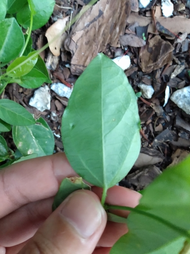 Passiflora pallida (corkystem passionvine) (alternate view 3)