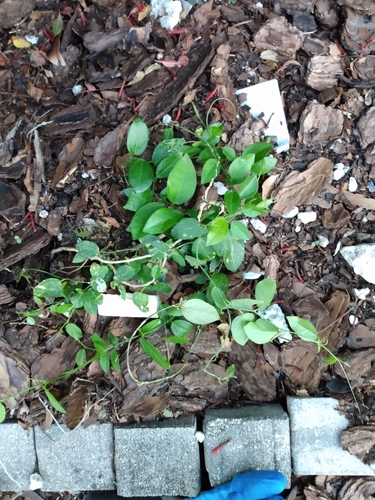 Passiflora pallida (corkystem passionvine) (alternate view 4)