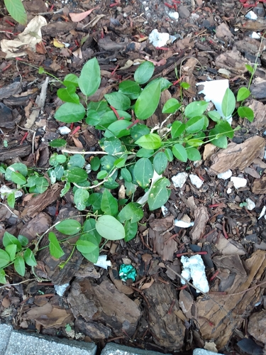Passiflora pallida (corkystem passionvine) (alternate view 5)