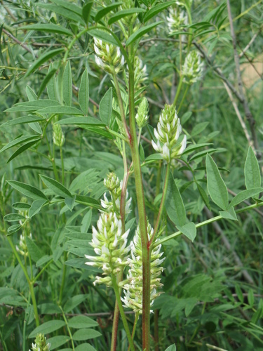 Glycyrrhiza lepidota (Wild Licorice) (alternate view 2)