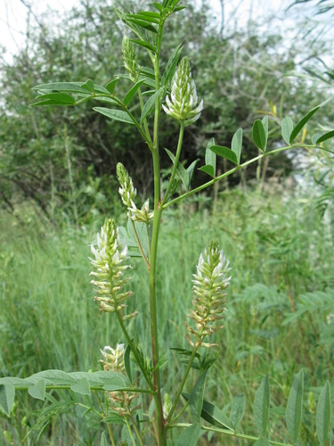 Glycyrrhiza lepidota (Wild Licorice) (alternate view 3)