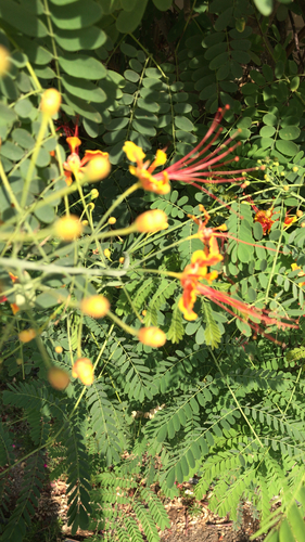 Caesalpinia pulcherrima (peacock flower)