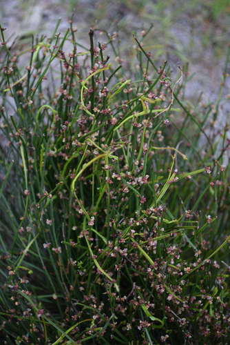 Amperea xiphoclada (Broom Spurge) (alternate view 4)