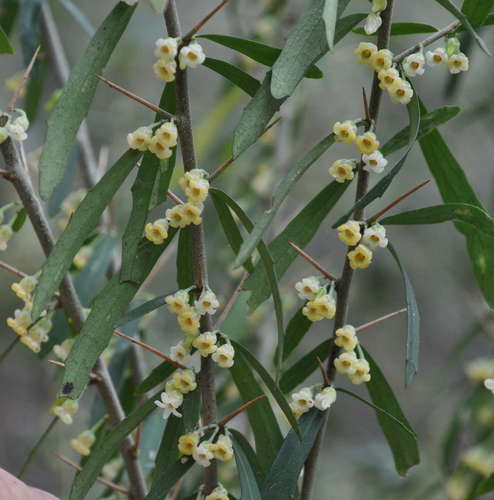 Melicytus dentatus (tree violet)