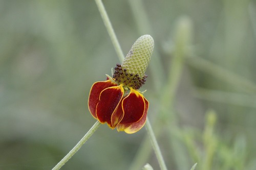 Ratibida columnifera (upright prairie coneflower)