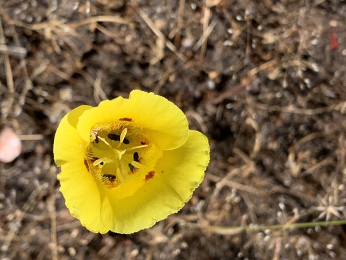 Calochortus luteus (Yellow Mariposa Lily) (alternate view 6)