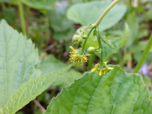 Geum vernum (Spring Avens)
