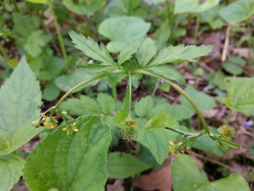 Geum vernum (Spring Avens) (alternate view 2)