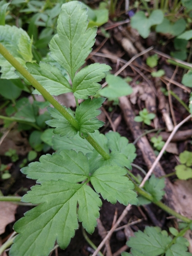 Geum vernum (Spring Avens) (alternate view 3)