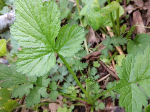 Geum vernum (Spring Avens) (alternate view 4)