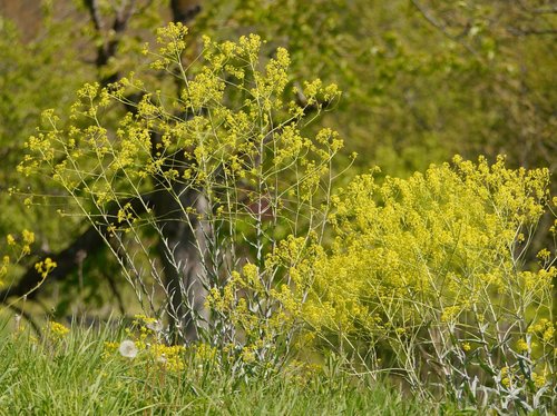 Isatis tinctoria (alternate view 6)